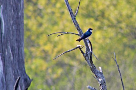 Tree Swallow photo