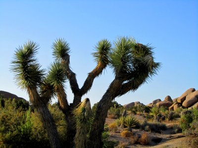 Joshua Tree NP in CA