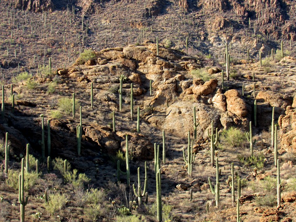 Saguaro NP in Arizona