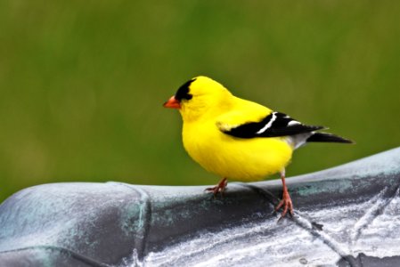 American goldfinch perched on a bird bath