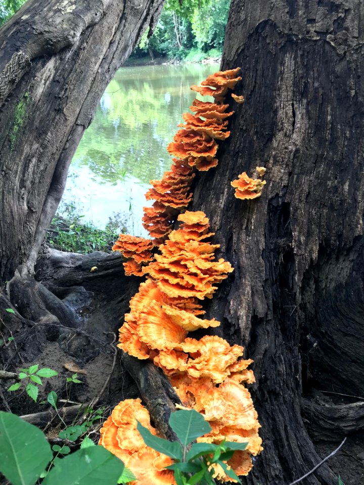 Chicken of the Woods