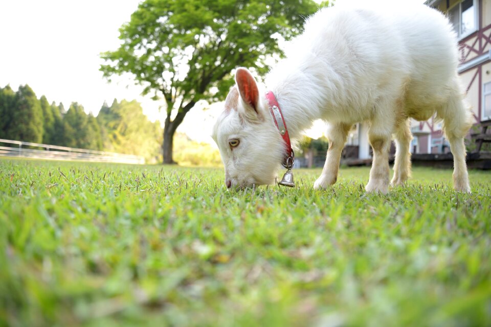 Goat japan summer