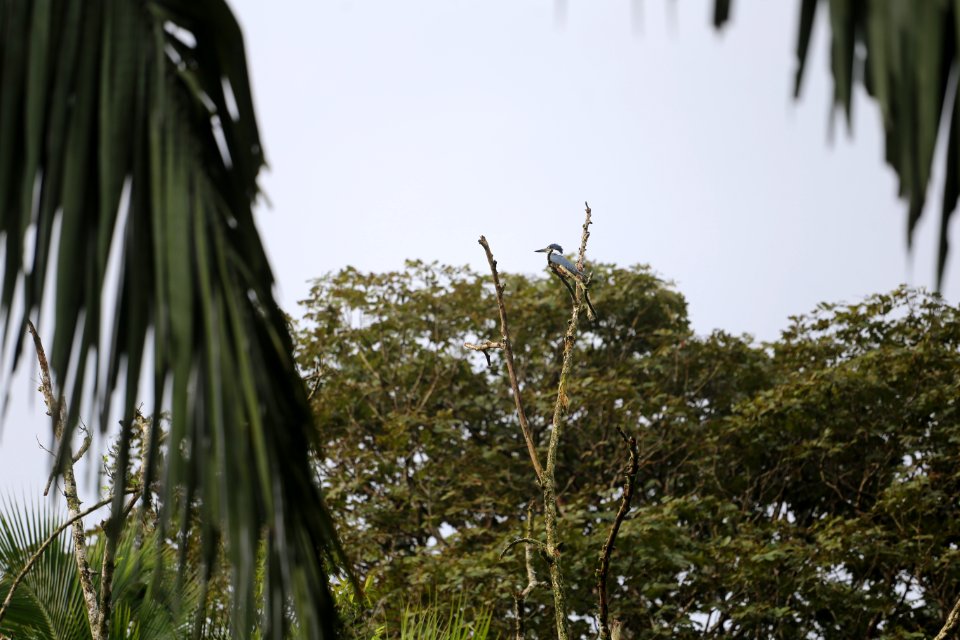 Amazon Kingfisher (?)