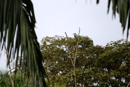 Amazon Kingfisher (?)
