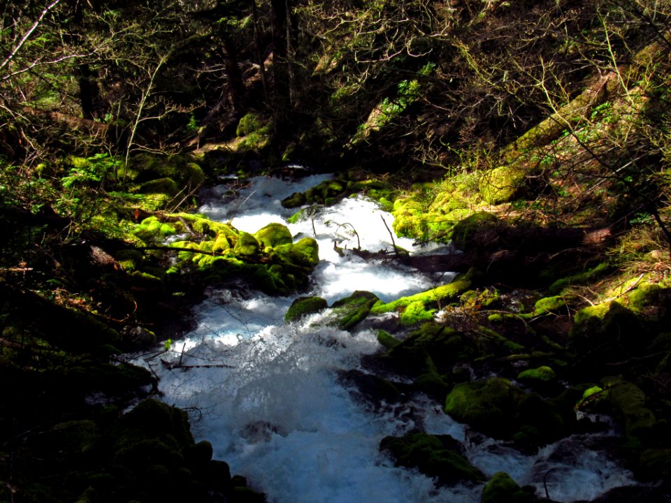 Falls Creek Falls Trail in WA