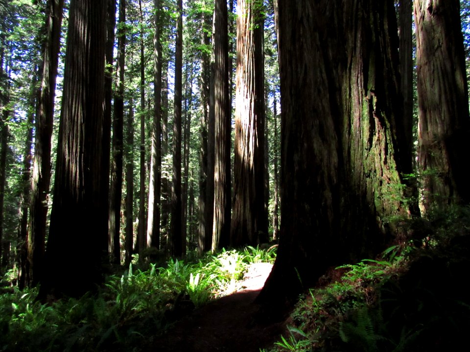 Jedediah Smith Redwoods SP in California