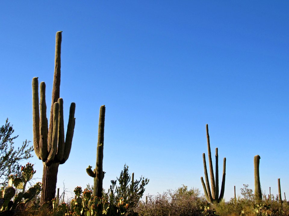 Saguaro NP in Arizona