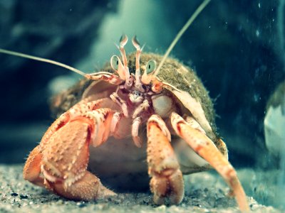 Hermit crab photo