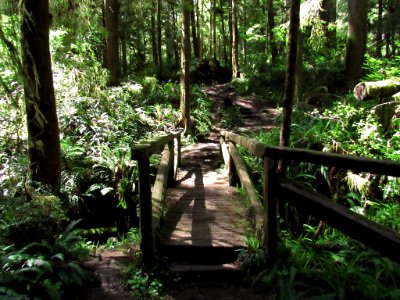 Jedediah Smith Redwoods SP in California