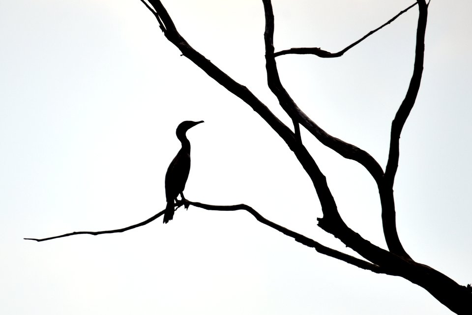 Double-crested Cormorant photo