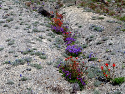 Wildflowers at Mt. St. Helens NM in WA