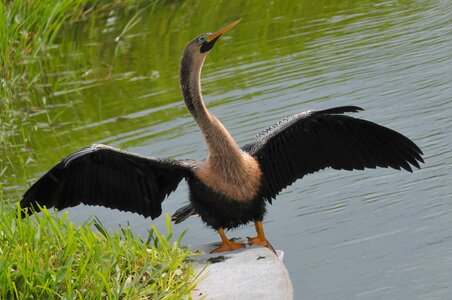 Wildlife wings feathers photo