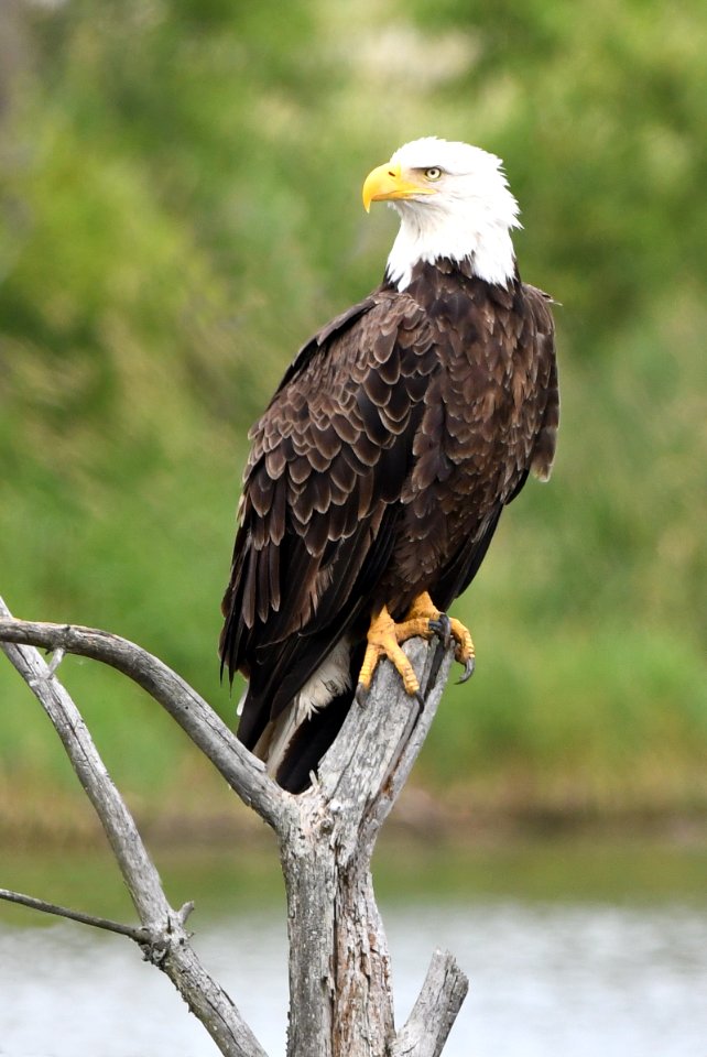 American Bald Eagle in East Lansing Michigan