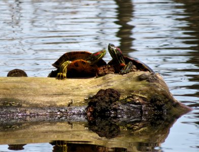 Red-eared sliders photo