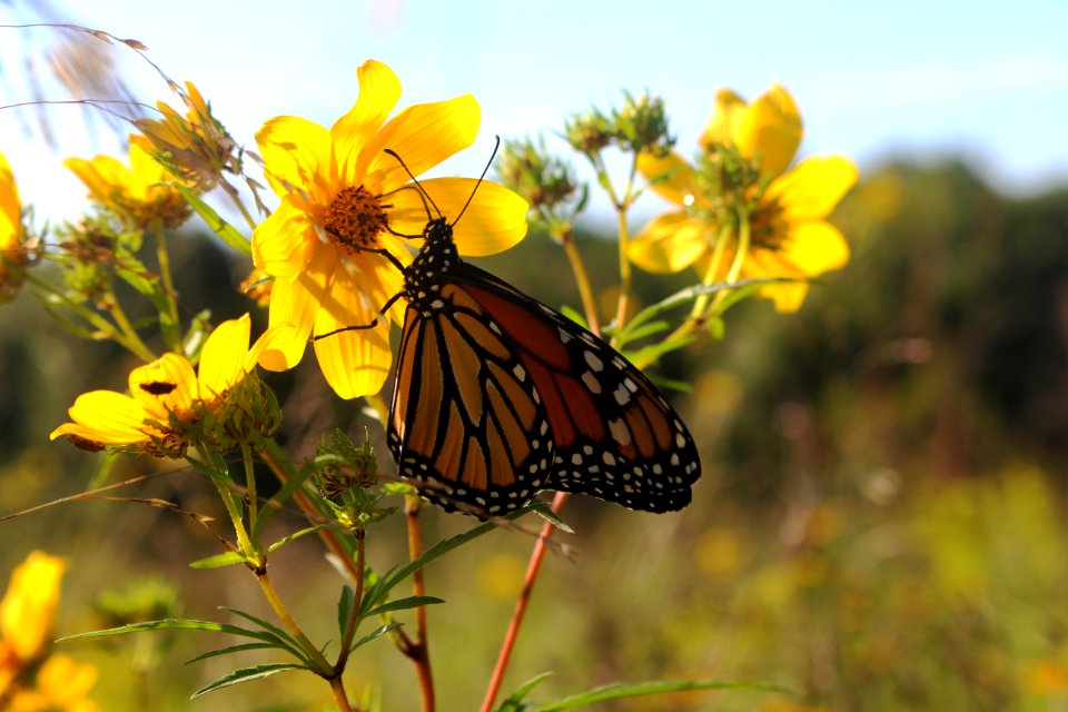 Monarch butterfly