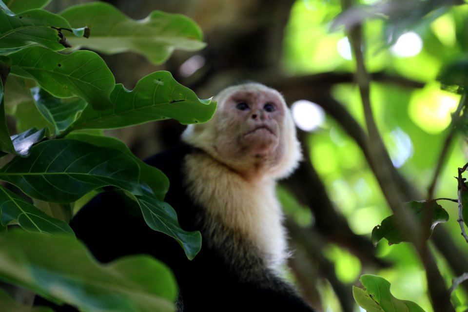 White-faced Capuchin Monkey