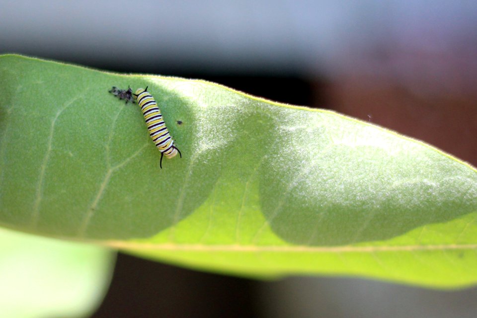 Monarch Caterpillar Shedding Skin