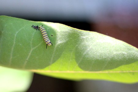Monarch Caterpillar Shedding Skin photo