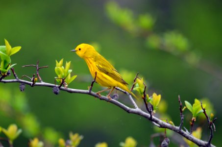 Yellow Warbler photo