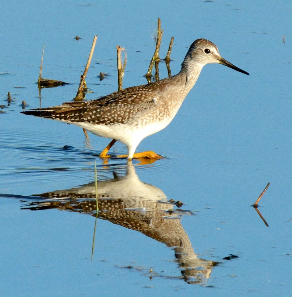 Yellowlegs at Shiawassee National Wildlife Refuge