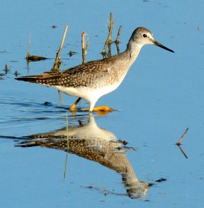 Yellowlegs at Shiawassee National Wildlife Refuge