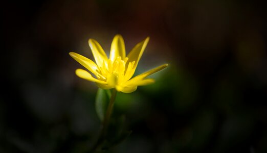 Spring flower celandine yellow flower