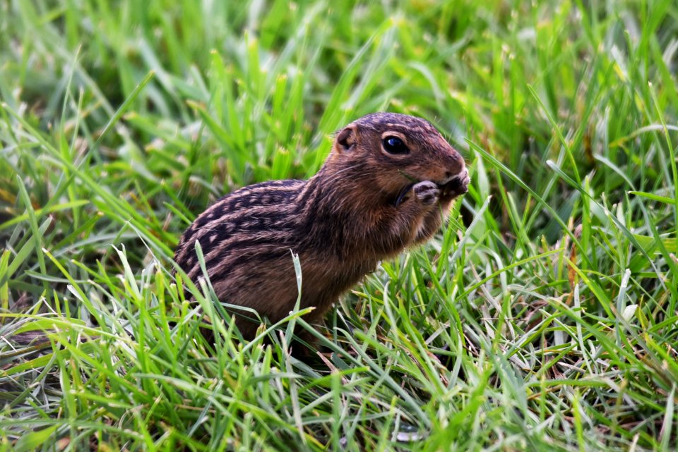 Thirteen-lined Ground Squirrel