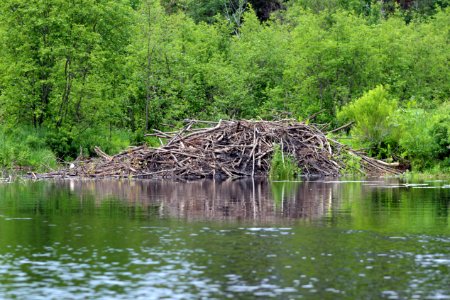 Beaver Lodge photo