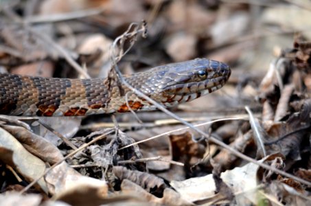 Northern water snake photo