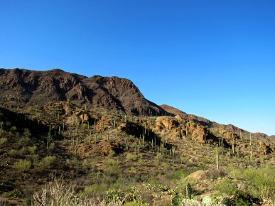 Saguaro NP in Arizona photo