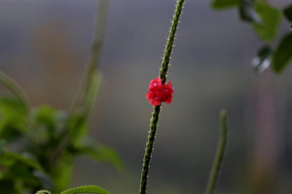 IMG 0759
