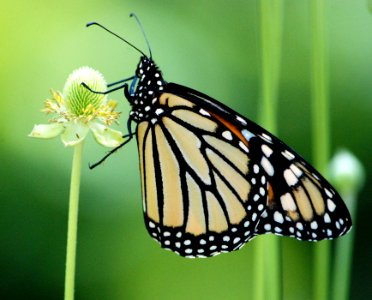 Monarch butterfly on thimbleweed photo