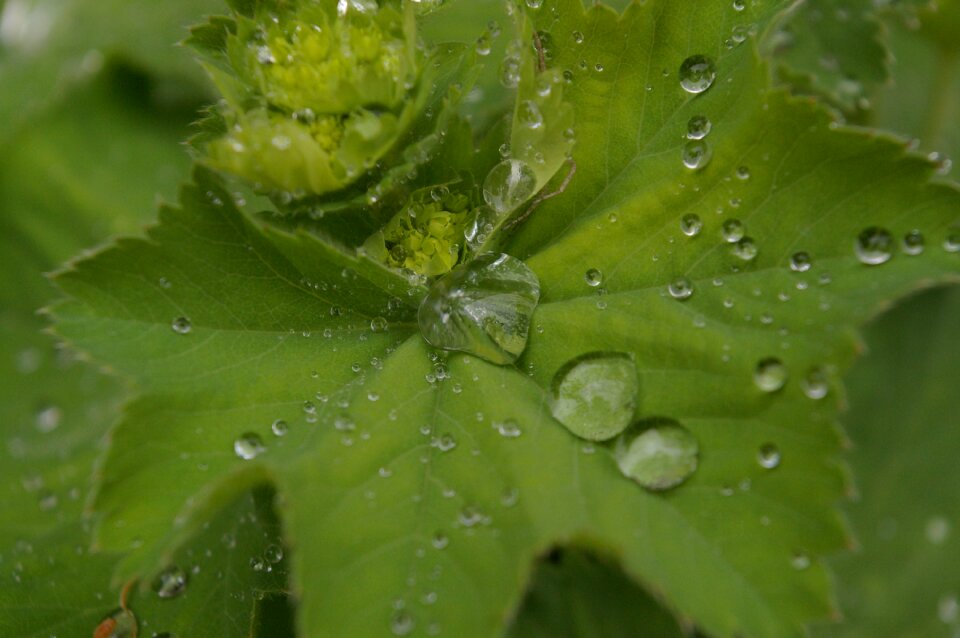 Dewdrop morgentau dew