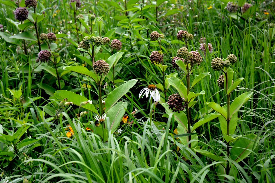 Milkweed flower