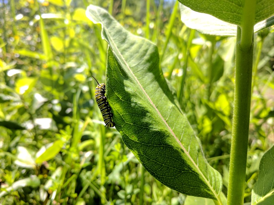 Monarch Caterpillar at Iron River National Fish Hatchery