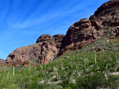 Organ Pipe Cactus NM in AZ