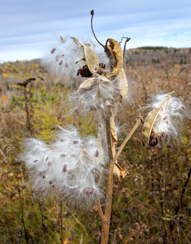 Common Milkweed Seeds