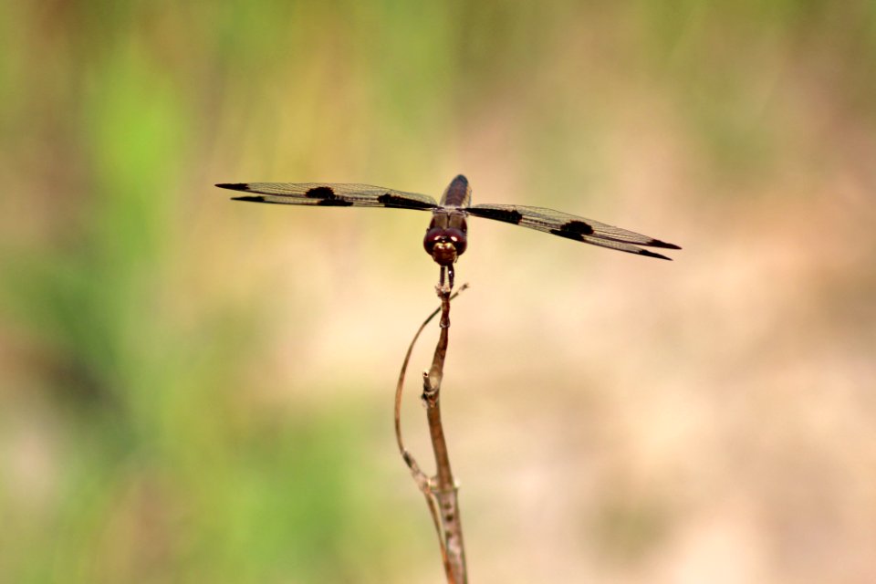 Twelve-spotted Skimmer photo