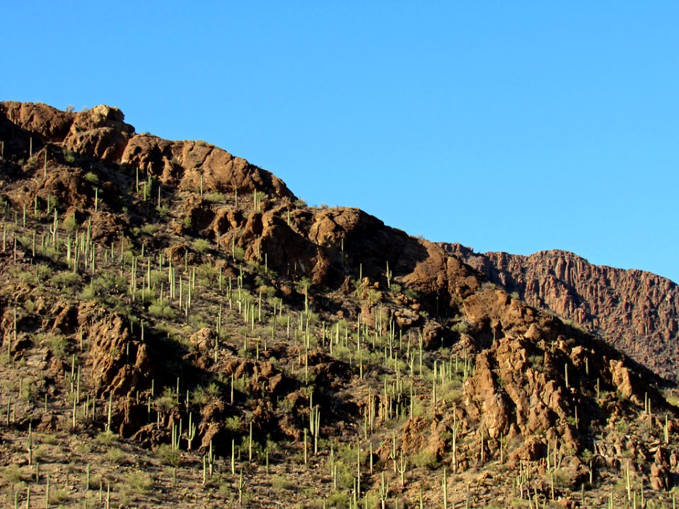 Saguaro NP in Arizona photo