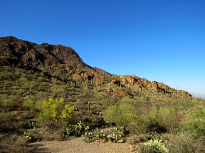 Saguaro NP in Arizona