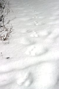 Tracks in the snow photo
