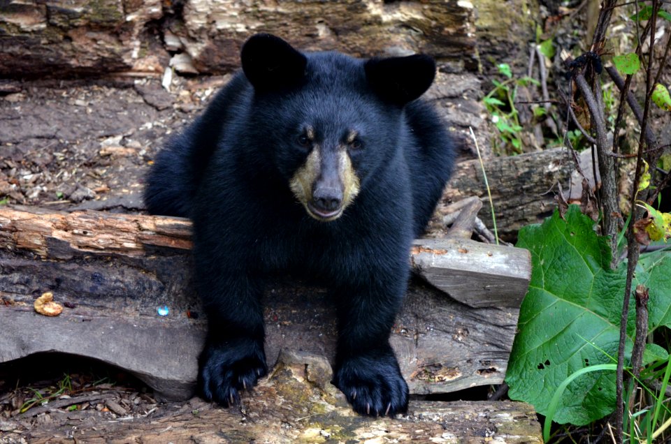 American Black Bear Cub