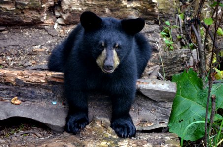 American Black Bear Cub photo