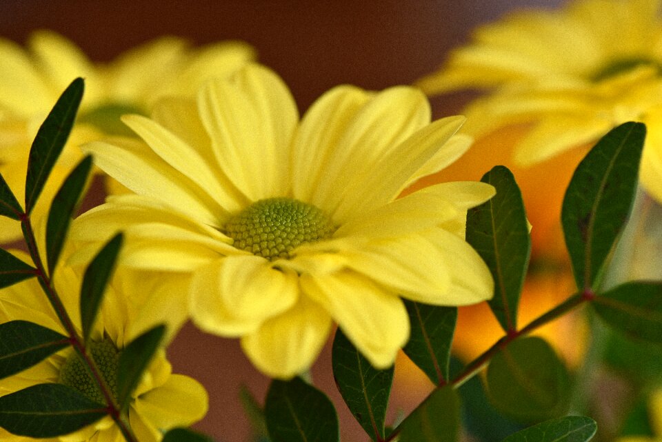 Yellow flower flowers yellow