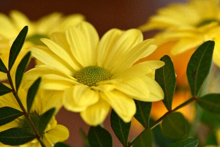 Yellow flower flowers yellow