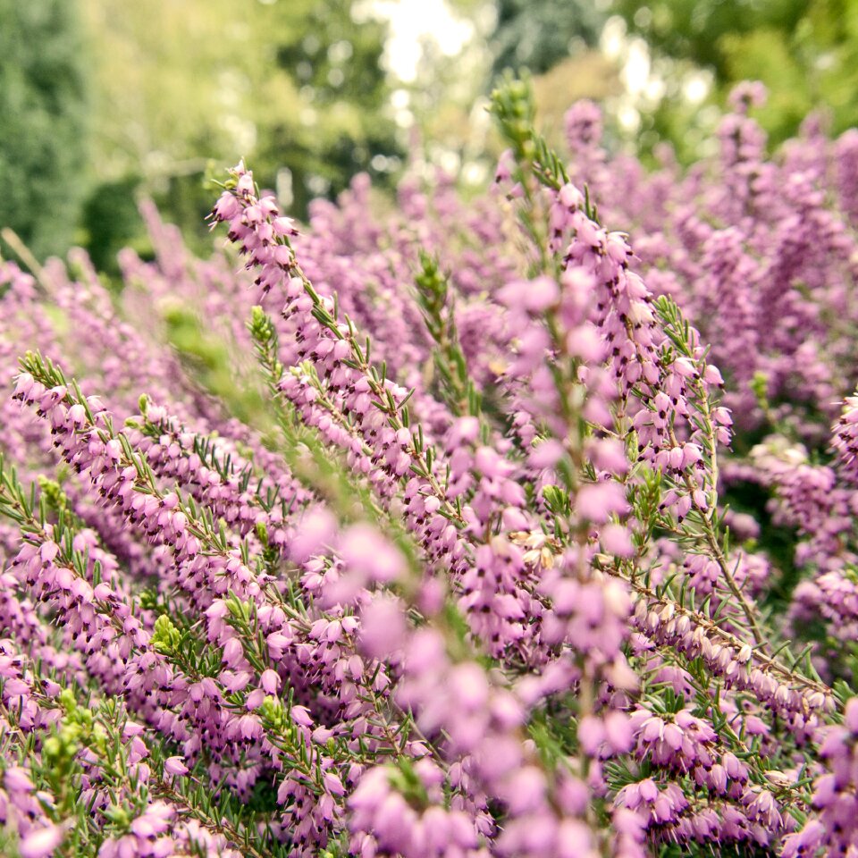 Pink flowers detail