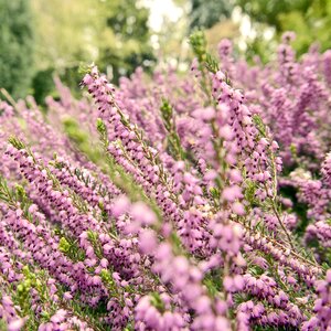 Pink flowers detail