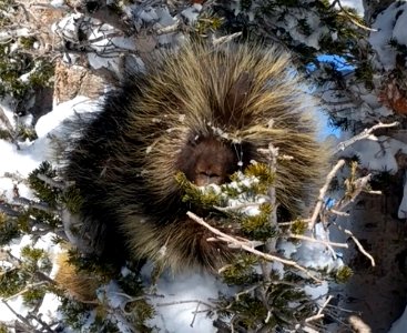 Porcupine photo