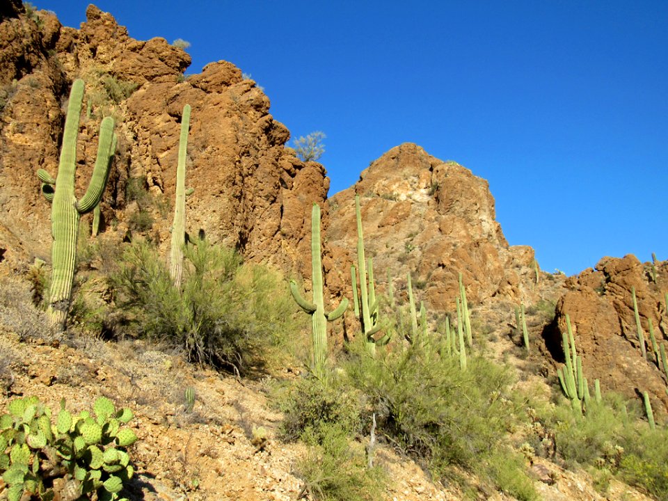 Saguaro NP in Arizona