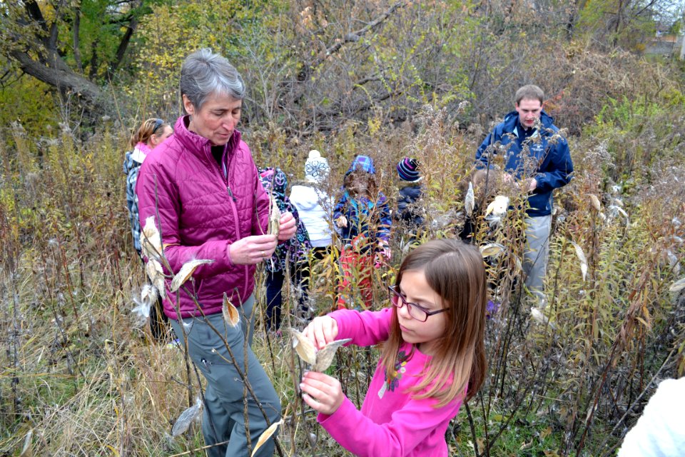 Milkweed Seed Collection